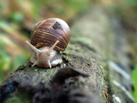 roman snail  walk  photo  freeimages