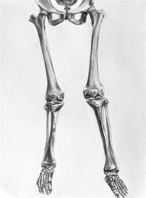 leg bones study sydney mcbride art