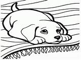 Sled Dog Coloring Dogs Getdrawings Drawing sketch template