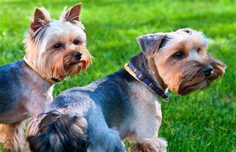 purebred yorkie  mixed breed differences
