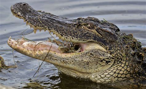 fileamerican alligator eating crabjpg wikimedia commons