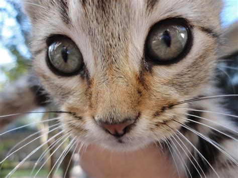 kitten  big eyes dummeeule flickr