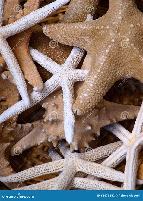 starfish stock photography image