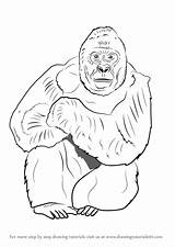 Gorilla Lowland Western Draw Drawing Step sketch template