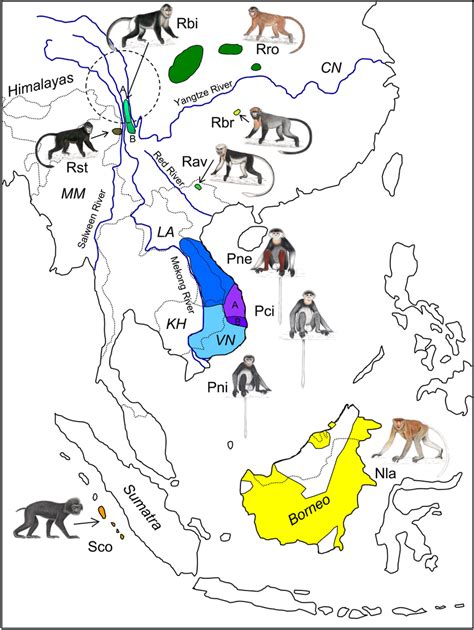 geographical distribution   odd nosed monkeys adapted
