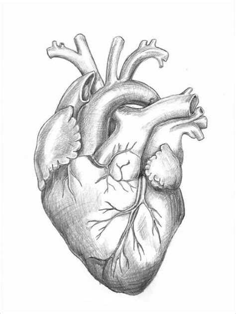 drawing   human heart