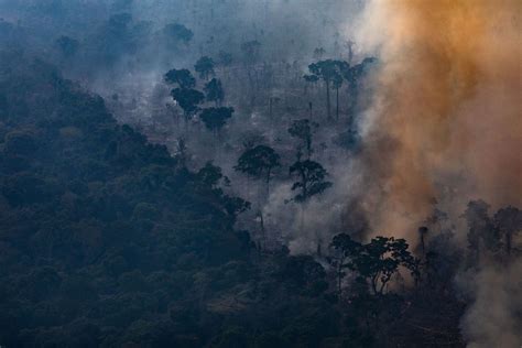 amazon rainforest fires donation does the money help vox