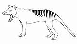 Tiger Tasmanian Coloring Yawn Color Pages Thylacine Printable Clipart Categories sketch template