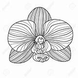 Orchid Drawing Line Getdrawings sketch template