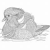 Duck Mandarin Coloring Stylized Designlooter Zentangle Isolated Vector Cartoon Hand Background Stock Drawings 8kb 800px sketch template