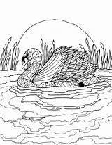 Swan Coloring Pages Adult Colouring Coloringbay Eckersleys Sheets Au sketch template