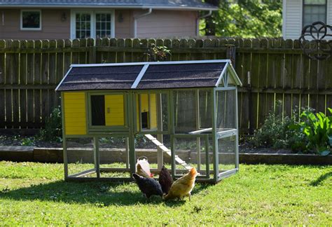 backyard chickens gain popularity   heres  agdaily