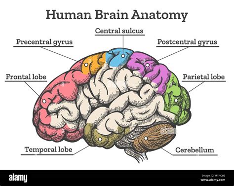 human brain anatomy diagram sections  head brain vector illustration
