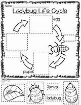 Teacherspayteachers Comprehension sketch template