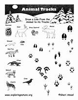 Animal Tracks Animals Worksheet Matching Identification Footprints Track Activities Scouts Nature Kids Cub Exploringnature Kindergarten Their Activity Resources Science Scout sketch template