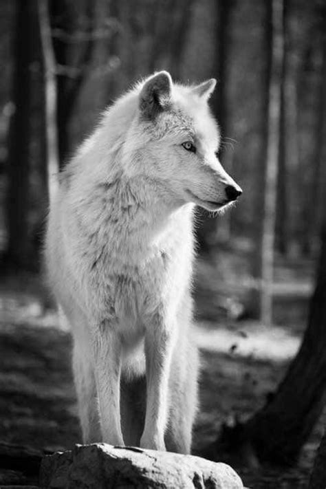 352 best i luv wolves images on pinterest wolf wolves and a wolf
