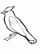 Bird Waxwing Coloring Pages sketch template