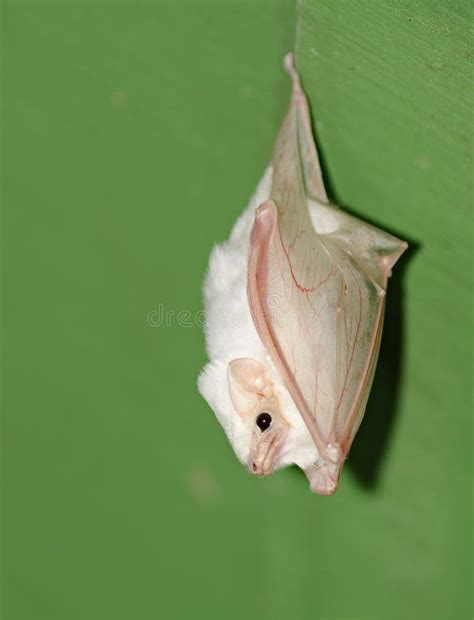 white bat stock  image
