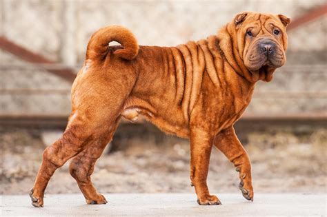 meet  shar pei