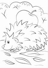 Automne Hedgehog Igel Apfel sketch template
