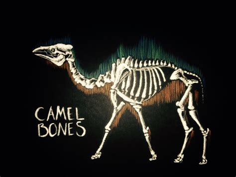 dinosour bones   dinosaur skeleton cliparts   clip