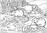 Field Mouse Colouring Mice Print Village Pages Wildlife Animals British Kids Activity Explore Large sketch template