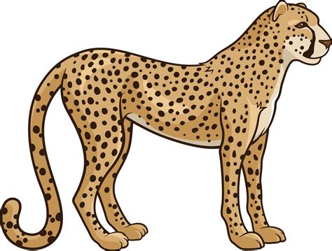 cheetah  clipart world