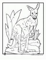 Coloring Kangaroo Pages Realistic sketch template