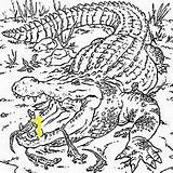 Coloring Crocodiles Pages Crocodile Nile Realistic Divyajanani sketch template