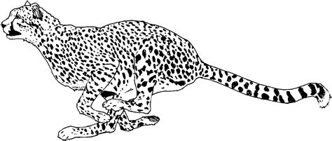 cheetah coloring pages  print png color pages collection
