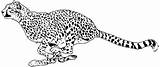 Cheetah Gepard Teamiran sketch template