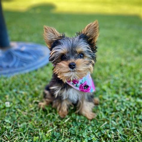 definitive guide  yorkie puppy care yorkies gram