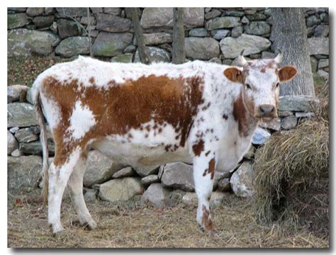 breeds cows yahoo image search results cows pinterest