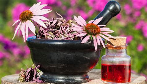 natural supplements to improve your immune system echinacea