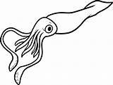 Calamaro Colorare Molluschi Animali sketch template