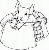 Ausmalbilder Schwein Schweine Varken Colorare Maiale Malvorlage Porco Cesta Maiali Colorir Malvorlagen Cerdo Pigs Animali Coloriages Ferme Mewarnai Porc Babi sketch template