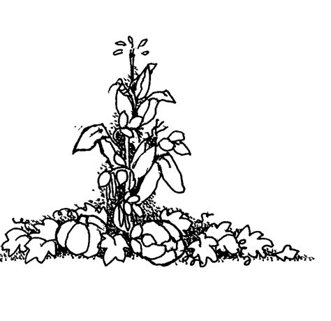 corn stalk coloring page coloring home