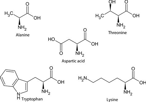 amino acid classification  structure read chemistry ck