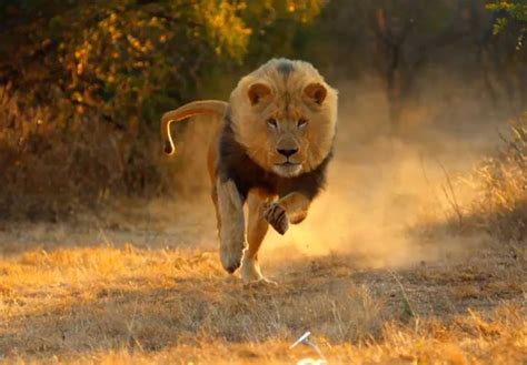 social media viral  trending lion chasing tourists  karnataka