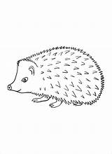 Hedgehog Coloring Pages Porcupine Printable Kids Porcupines Baby Sheets Animal Coloring4free 2021 Colour A4 Animals Color Print Line Coloringbay Size sketch template