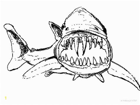 shark teeth coloring pages divyajanan