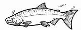 Salmon Coho Coloring Pages Color Colouring Fish King Printable Drawing Clip Trout Easy Stencil Drawings Google Ca Alaska Printablecolouringpages sketch template