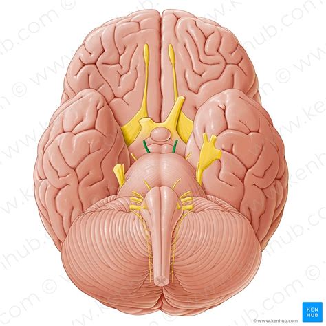 oculomotor nerve cn iii anatomy function  pathway kenhub