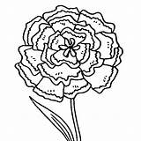 Carnation Coloring Flower Pages Green Printable Button Using Print Otherwise Grab Could Welcome sketch template