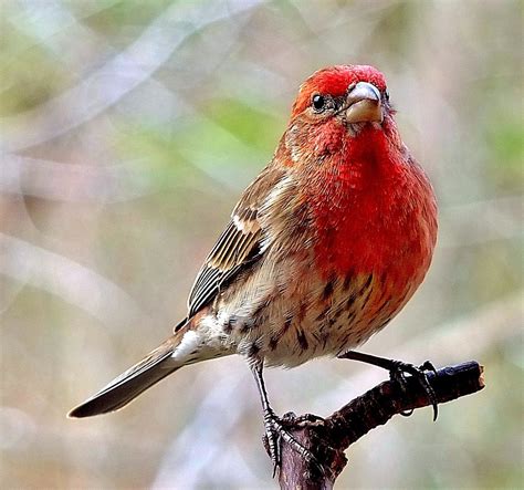 house finch male   finches   common  flickr