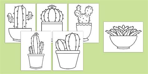 cactus templates teacher  twinkl