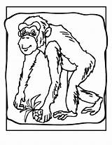 Coloring Chimpanzee Pages Printable Kids Orangutans Monkey Monkeys Popular Bestcoloringpagesforkids Coloringhome sketch template