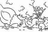 Coloring Pages Chickens Popular sketch template