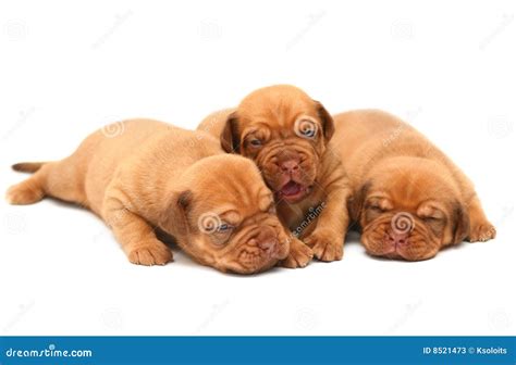 puppies stock image image  domestic isolated