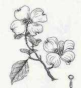 Dogwood Flower Drawing Tree Flowers Sketch Clipart Tattoos Coloring Trees Sketches Branch Drawings Blossom Flowering Tattoo Botanical Line Many So sketch template